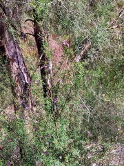 Prostanthera scutellarioides