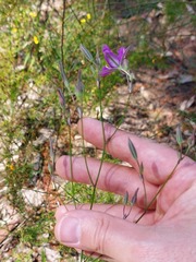 Thysanotus tuberosus