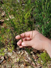 Thysanotus tuberosus