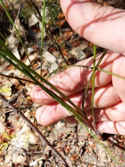 Thysanotus tuberosus