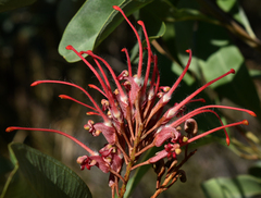 Grevillea decora decora