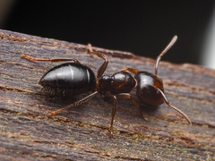 Colobopsis