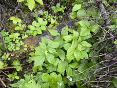 Rubus pubescens