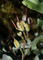 Grevillea decora decora