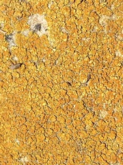 Xanthocarpia feracissima