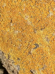 Xanthocarpia feracissima