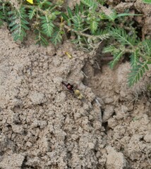 Dasymutilla snoworum