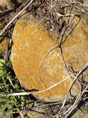 Xanthocarpia feracissima