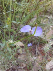 Comesperma sphaerocarpum