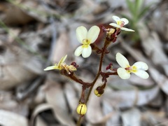 Stylidium piliferum