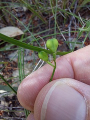 Comesperma sphaerocarpum