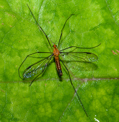 Aurotipula