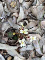 Stylidium piliferum