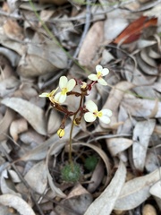 Stylidium piliferum