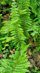 Nephrolepis hirsutula