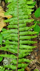 Nephrolepis hirsutula