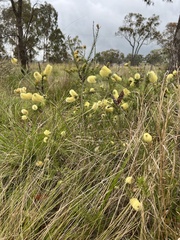 Melaleuca pityoides