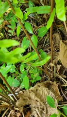 Nephrolepis hirsutula