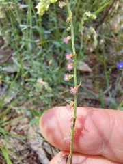 Gonocarpus tetragynus