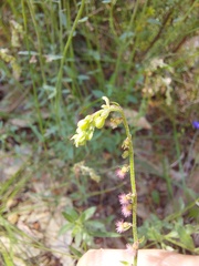 Gonocarpus tetragynus