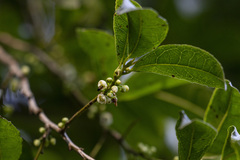 Euryodendron excelsum