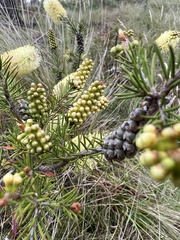 Melaleuca pityoides