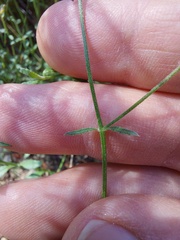 Gonocarpus tetragynus