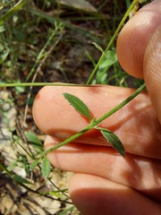Gonocarpus tetragynus