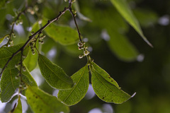 Euryodendron excelsum