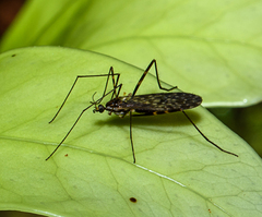 Amphineurus bicinctus