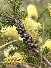Melaleuca pityoides