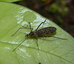 Amphineurus bicinctus