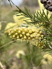 Melaleuca pityoides