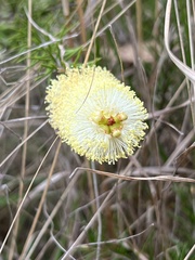 Melaleuca pityoides