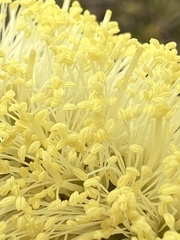 Melaleuca pityoides