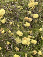 Melaleuca pityoides