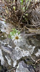 Vittadinia australis