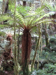 Cyathea smithii