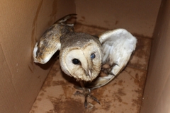 Tyto alba delicatula