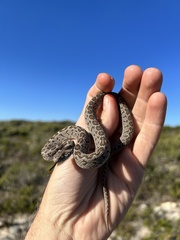 Dasypeltis scabra