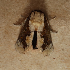 Mecytha fasciata