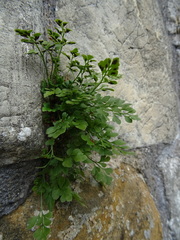 Asplenium ruta-muraria