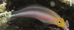 Pseudochromis bitaeniatus