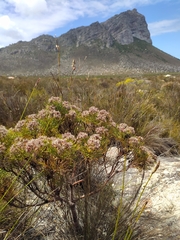 Serruria ascendens
