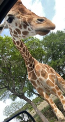 Giraffa