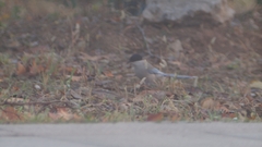 Cyanopica cyanus