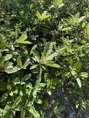 Brachylaena transvaalensis