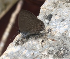 Anthene emolus goberus