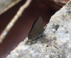 Anthene emolus goberus