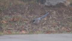 Cyanopica cyanus